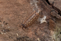 (Isopode - Porcellionidae - Acaeroplastes melanurus)